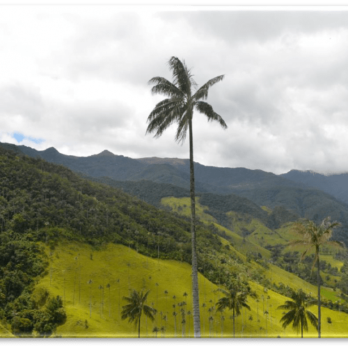 Cocora valley 3