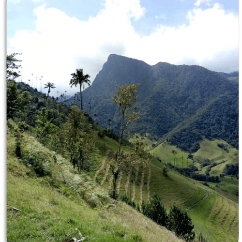 Valle de Cocora 4