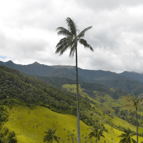 COCORA-TAL (MIRADOR DEL CÓNDOR)