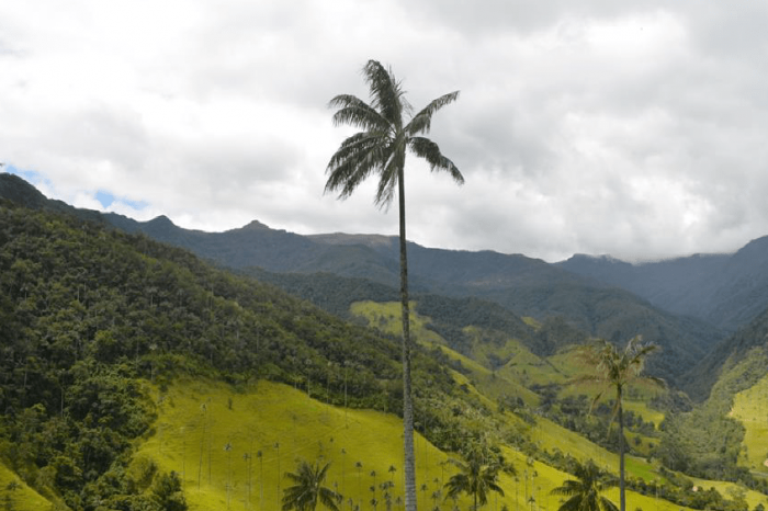 COCORA VALLEY (MIRADOR DEL CÓNDOR)