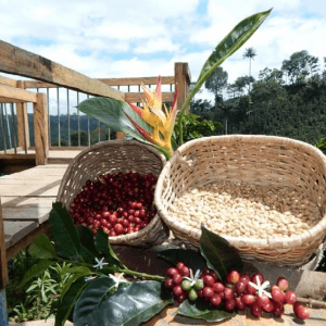 Ferme de café et rivière