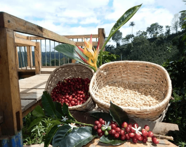 Coffee Farm and river