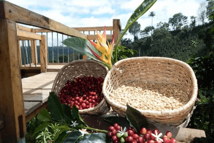 COFFEE FARM AND RIVER