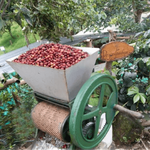 Cascade et ferme de café