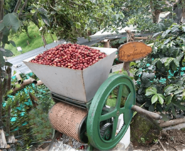 Cascade et ferme de café