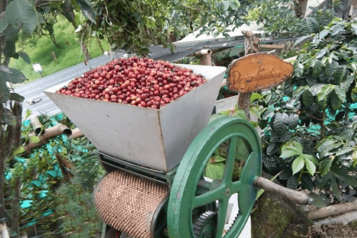 CASCADA Y GRANJA DE CAFÉ