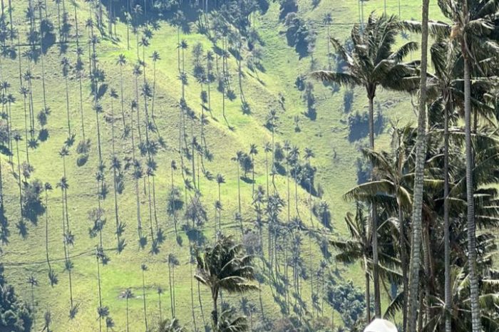 FORÊT DE PALMIERS À CIRE DANS UN ENDROIT MAGIQUE